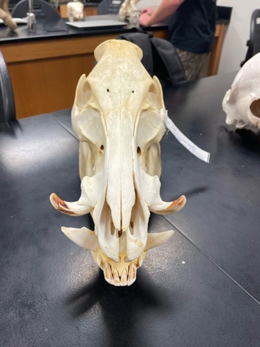 <p>Family: Suidae</p><p>Genus & Species: Sus scrofa</p>