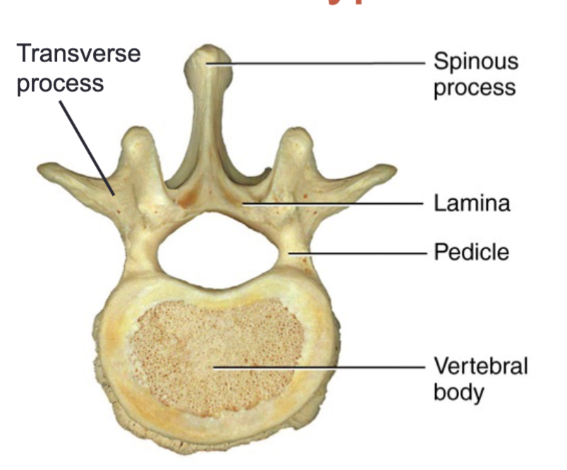 <p>Body, transverse processes, spinous process, pedicle, and lamina</p>