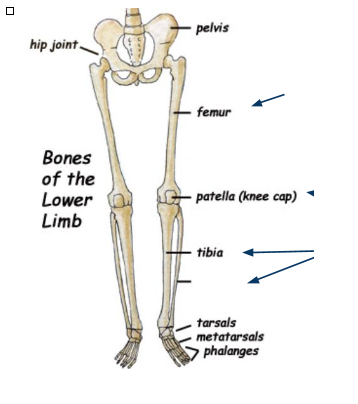 <p>What bone is this?</p>