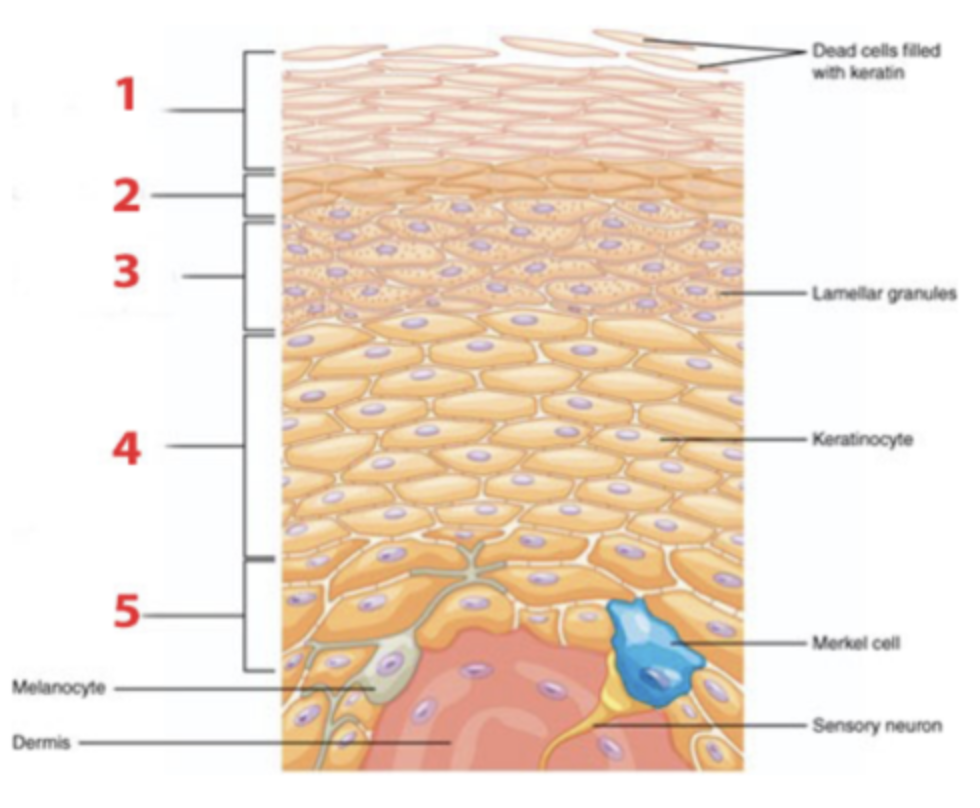 <p>Which layer of the epidermis is identified by number 1?</p><p></p><p>a. stratum basale</p><p>b. stratum corneum</p><p>c. stratum granulosum</p><p>d. stratum lucidum</p><p>e. stratum spinosum</p>