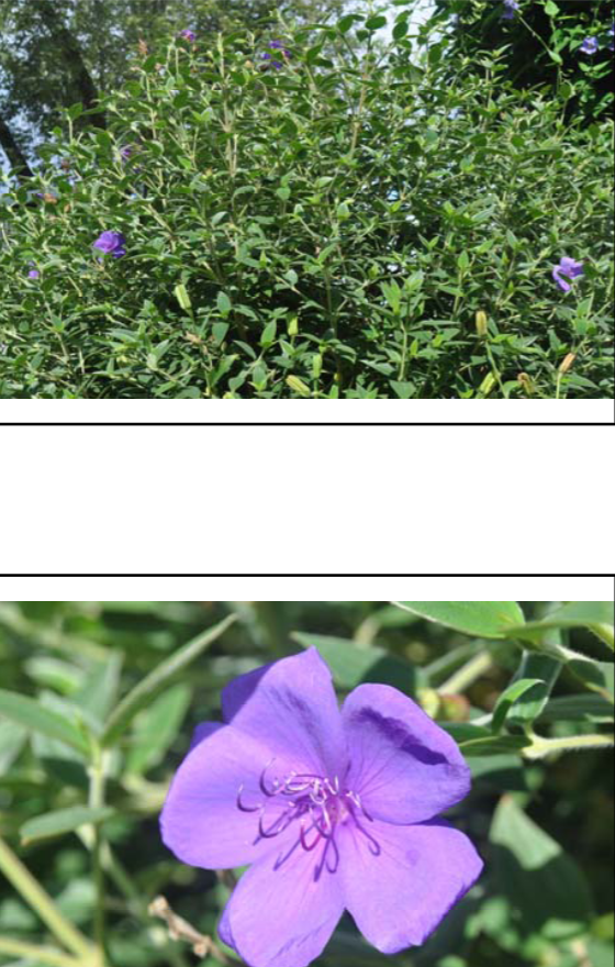 <p>Tibouchina urvilleana </p>