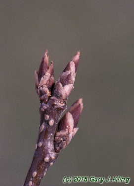 <ul><li><p>grows in shrub underbrush</p></li><li><p>small shrub, less than 15 ft</p></li><li><p>alt branch</p></li><li><p>leaves: not shiny, widest at ends, serrate margins</p></li><li><p>twigs: burnt almond smell, black knot fungus</p></li><li><p>buds: 2 tone brown, pointy</p></li><li><p>repro: red / black cherries</p></li></ul>