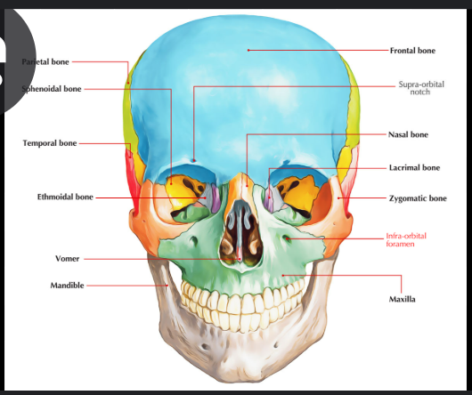 <p>The infraorbital groove ends in a canal (infraorbital canal) for the passage of the infraorbotal vessels and nerve.</p><p>The infraorbital foramen is below the margin of the orbit.</p>