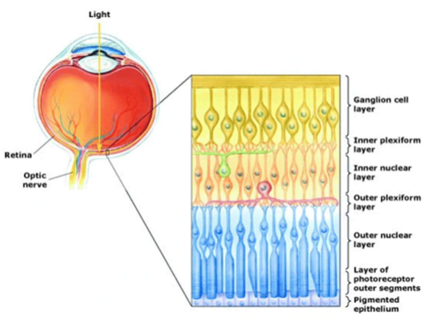 <p>What must the light focused on the retina be converted into?</p>