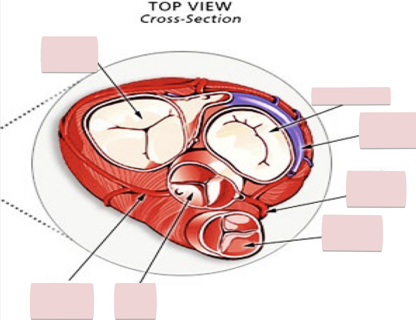 <p>Label the figure</p>