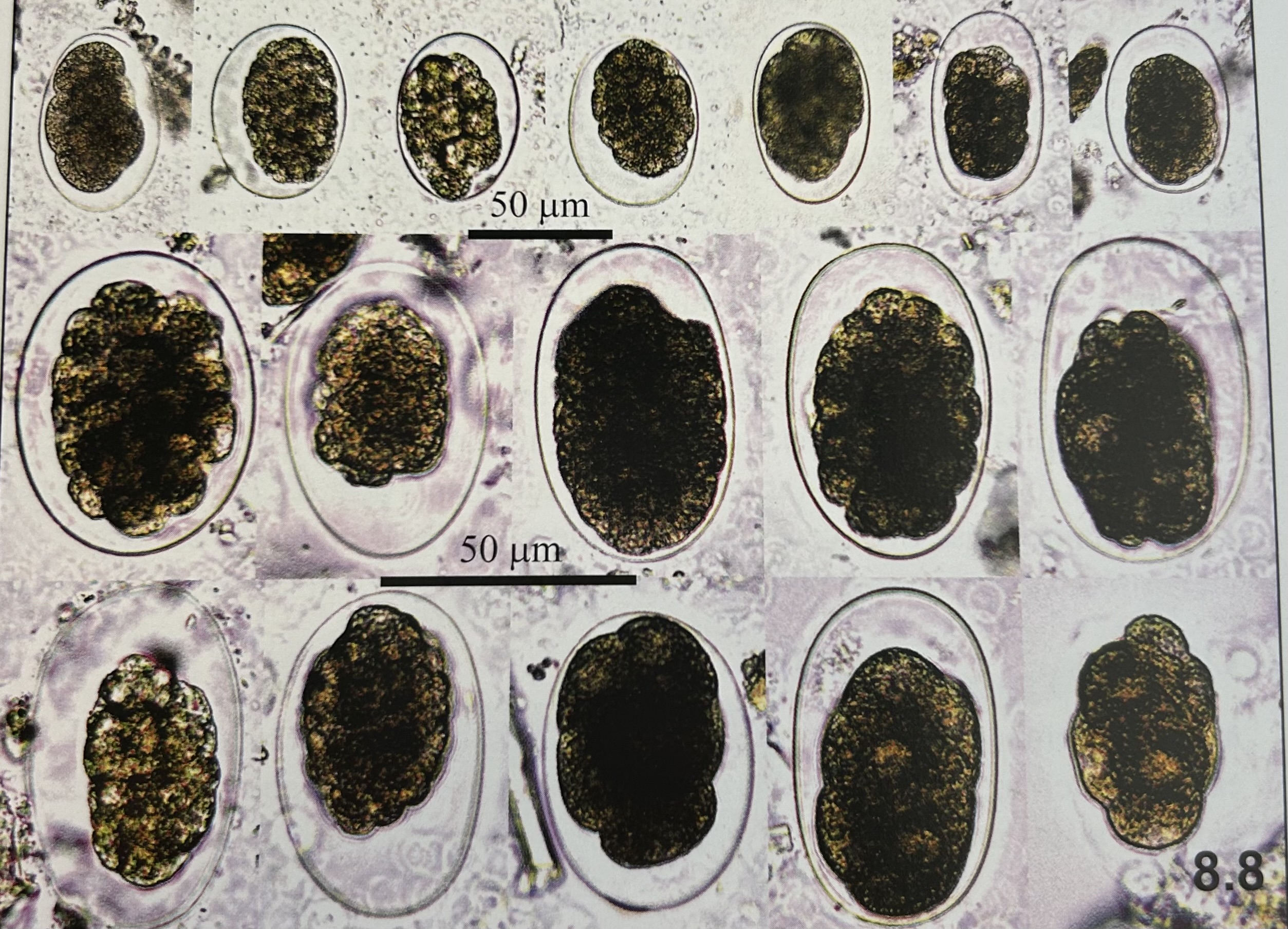 <p>characteristics of </p><p>Necator americanus (hookworm eggs)?</p>
