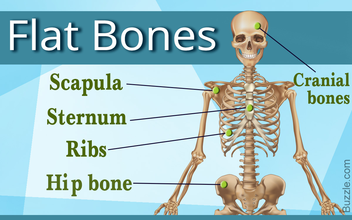 <p><strong>Flat Bones</strong></p>