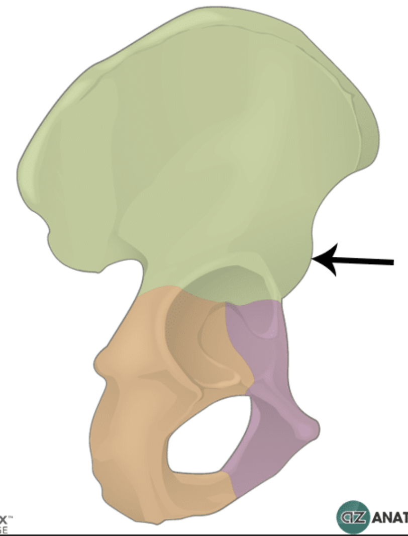 <p>the bottom front-facing bump</p>