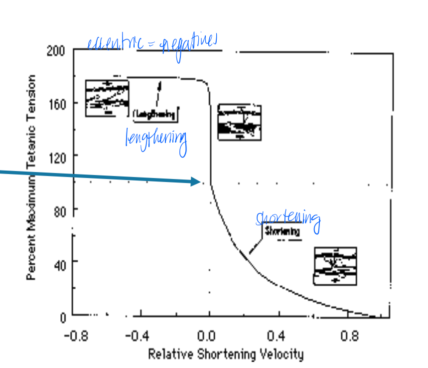<ul><li><p>muscle maximally activated then allowed to shorten, because longer muscles have more sarcomeres in series they shorten at a greater rate </p></li><li><p>when extends into the eccentric range- negative shortening velocity </p></li><li><p>note higher forces vs shortening or even isometric </p></li></ul><p></p>