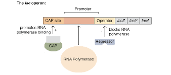 <ul><li><p>genes encoding for proteins in the same pathway are located adjacent to one anther and controlled as a single unit that is transcribed into a polycistronic RNA</p></li><li><p>polycistronic RNA is RNA with no introns and is specific to prokaryotes</p></li></ul><p></p><p>LAC OPERON</p><ul><li><p>lac z - beta galactosidase breaks down lactose</p></li><li><p>lac y - permease encodes the transporter that allows lactose in</p></li><li><p>lac a -transacetylase is involved in acetylating pyranosides so that they cant enter cells and become toxic</p></li><li><p>consensus sequence gives directionality to RNA pol</p></li><li><p>down/up mutations decrease or increase the affinity of the promoter to the RNA pol to increase or decrease the expression of the gene</p></li><li><p>lacI repressor is constitutively expressed but when lactose is present it binds to the lactose repressor</p></li><li><p>the lac repressor is a tetramer made of 2 dimers</p></li><li><p>the lac operon has 3 operator sites and in order to repress transcription O1 must be bound with either O2 or O3</p></li><li><p>in order for the repressor to be bound to 2 regions the DNA must loop in different ways —&gt; this looping of DNA physically prevents RNA polymerase from binding to DNA</p></li><li><p>catabolite activating protein acts as a transcriptional activator </p></li></ul><p>NOTE: IPTG mimics allolactose</p><p></p>