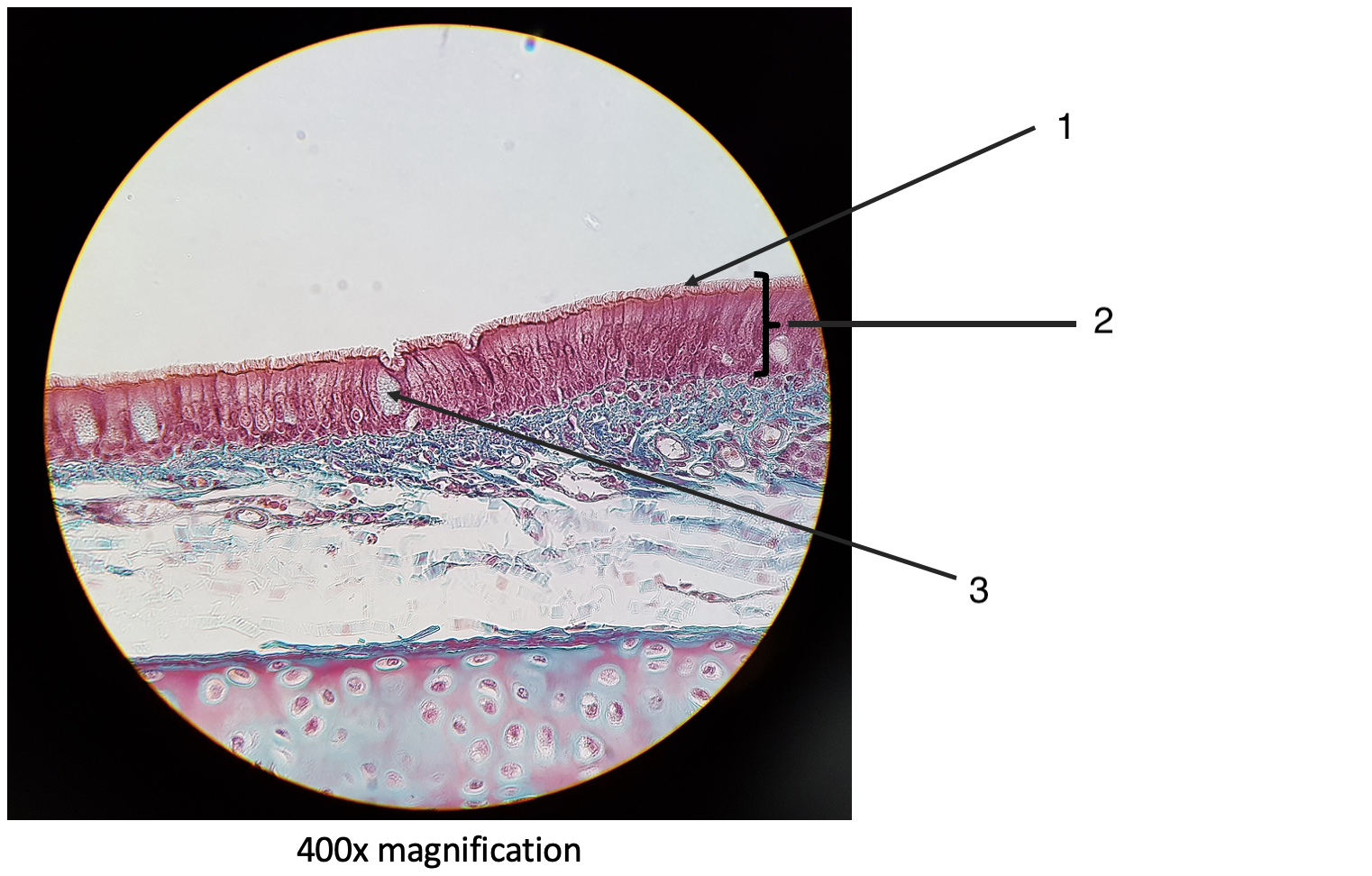 <p>What is this slide showing?</p>