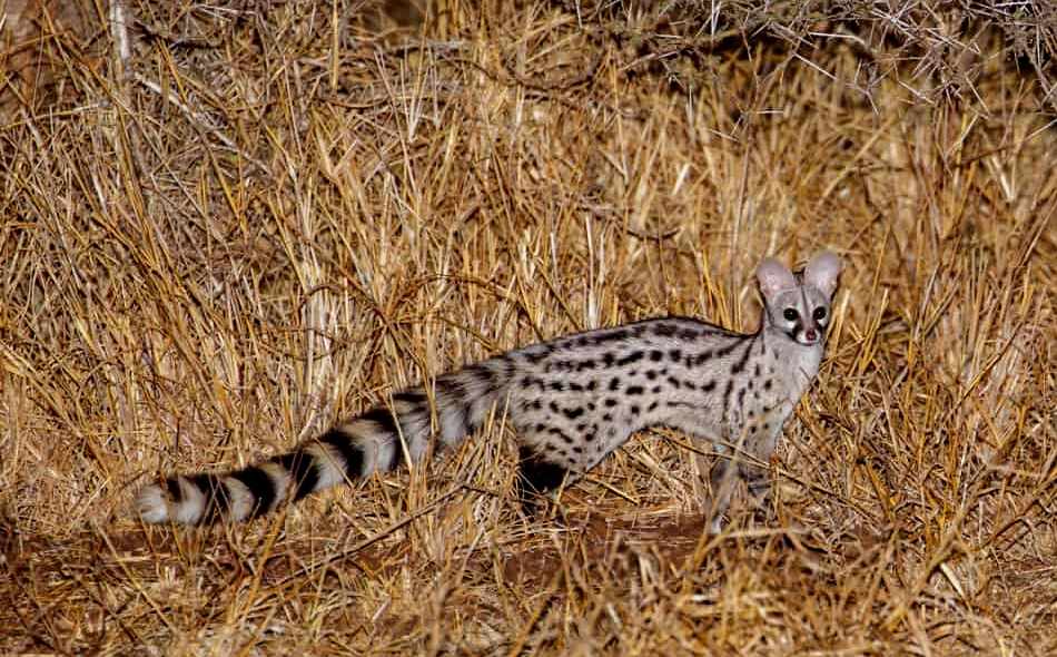 <p>Vic Falls, Chobe NP, Okavango Delta, Bagani, Grootfontein, Etosha NP, Spitzkoppe, Sesriem, Bethanie, Fish River Canyon, Orange river, Western Cape, Cape Town, Kruger NP</p>