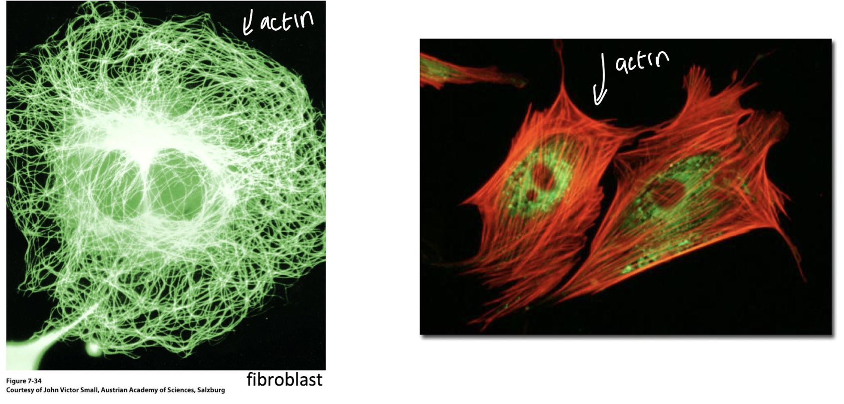<p><strong>Actin</strong></p><p><strong>• Changes in cell shape</strong></p><p><strong>• Cell division</strong></p><p><strong>• Cellular locomotion</strong></p><p><strong>• Endocytosis</strong></p><p><strong>• Organelle transport</strong></p>