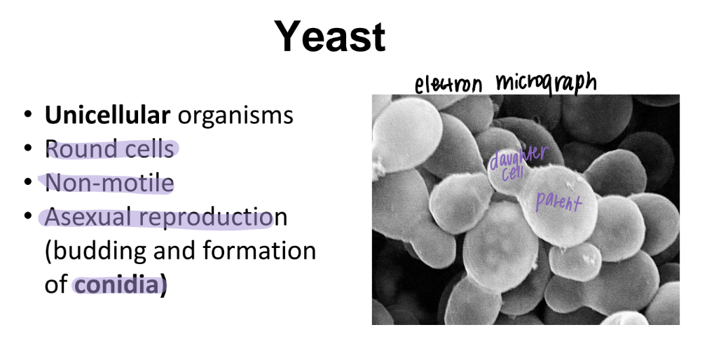 <p>ASEXUAL reprod</p><p>budd off to form CONIDIA </p>