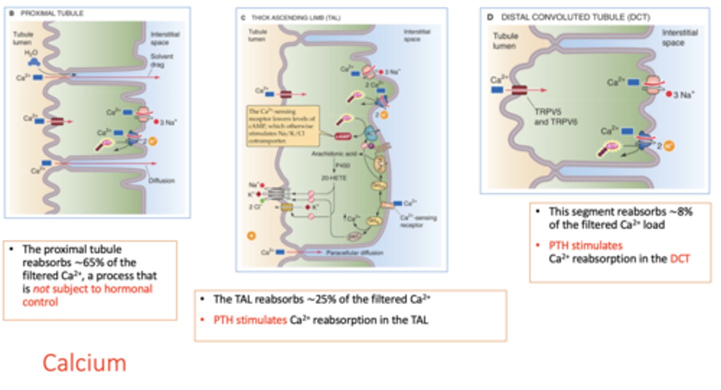 <p>concentration gradient</p>