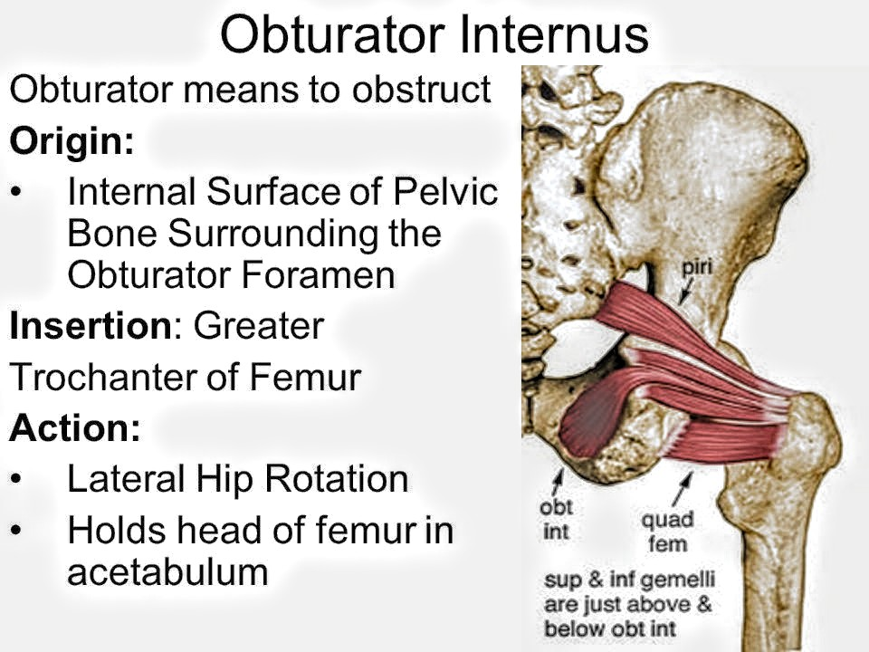 <p>The obturator internus muscle:</p><p>A. leaves the pelvis through the greater sciatic foramen F</p><ul><li><p><strong>obturator internus muscle</strong> exits the pelvis through the <strong><u>lesser sciatic foramen</u></strong>, not the greater</p></li></ul><p>B. is a medial rotator of the thigh at the hip F</p><ul><li><p><strong>obturator internus is a <u>lateral rotator</u></strong><u> of the thigh at the hip</u></p></li></ul><p>C. forms the lateral wall of the ischiorectal fossa T</p><p>D. is innervated by a nerve from the lumbar plexus F</p><ul><li><p><strong>obturator internus is innervated by the nerve to obturator internus</strong>, which is a branch of the <strong><u>sacral plexus (L5-S2)</u></strong>, not the lumbar plexus</p></li></ul><p>E. has the levator ani muscle attached to its upper border F</p><ul><li><p><strong>levator ani muscle attaches to the tendinous arch of the obturator fascia</strong>, which is a thickening of the fascia over the obturator internus, not directly to the muscle itself</p></li></ul><p></p>