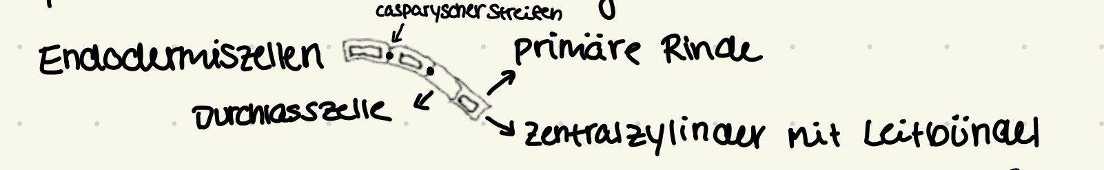 <p>Primäres inneres Abschlussgewebe der Wurzel</p>