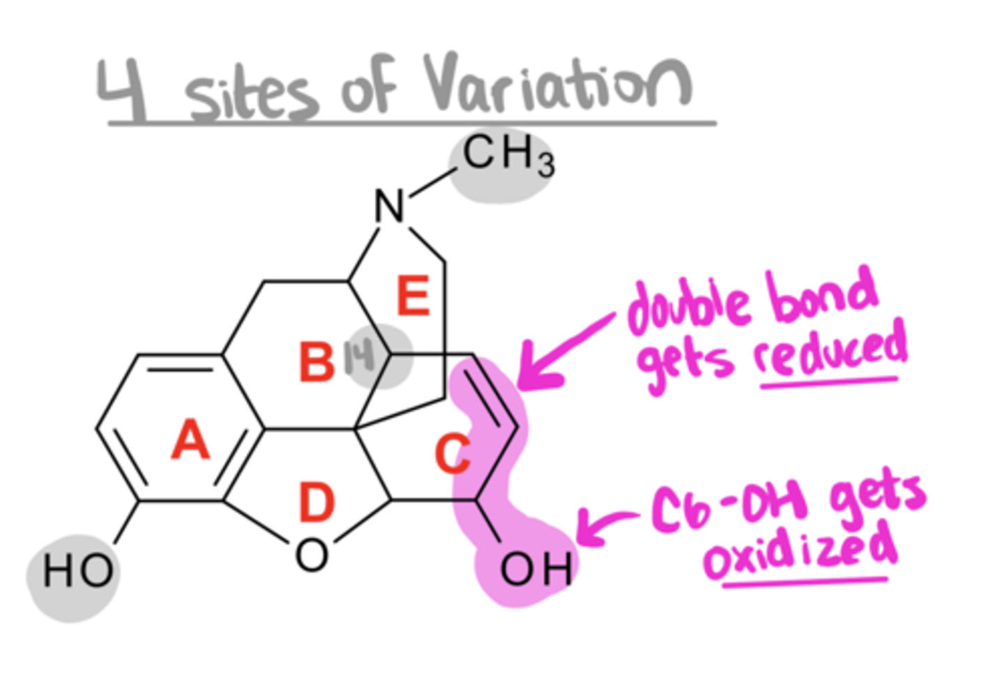 <p>Key SAR for Morphine Analogs:</p><p>2. if you reduce the Δ⁷ (ie double bond between C7 and C8) and oxidize the C6-OH to a ketone → ___ activity by 5-fold</p>