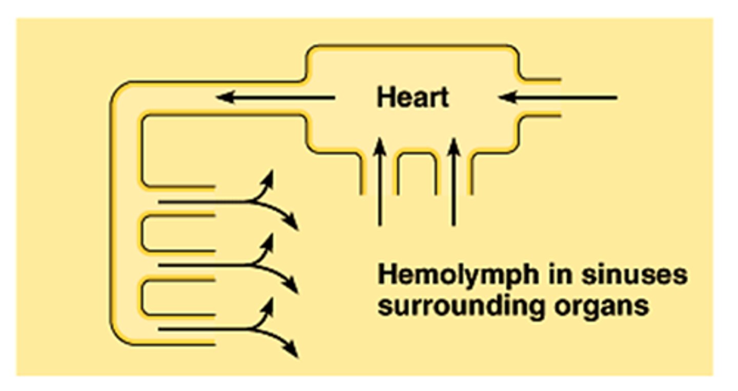 <p>- Type of circulatory system found in arthropods and mollusks</p><p>- Low pressure</p><p>- Large fluid volume</p><p>- No arteries</p>