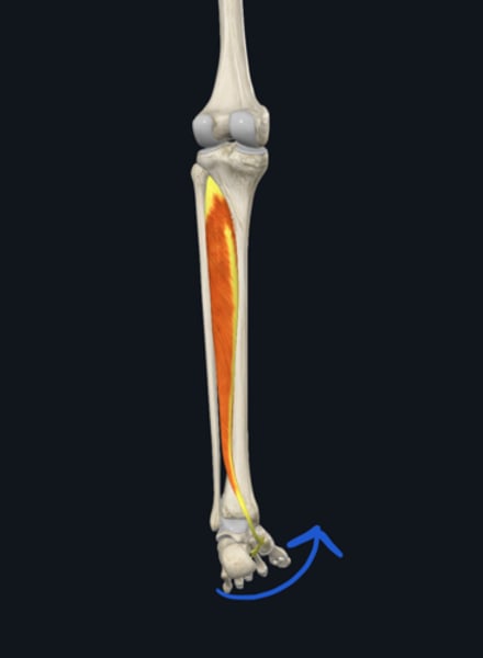 <p>Action: tibialis posterior</p>