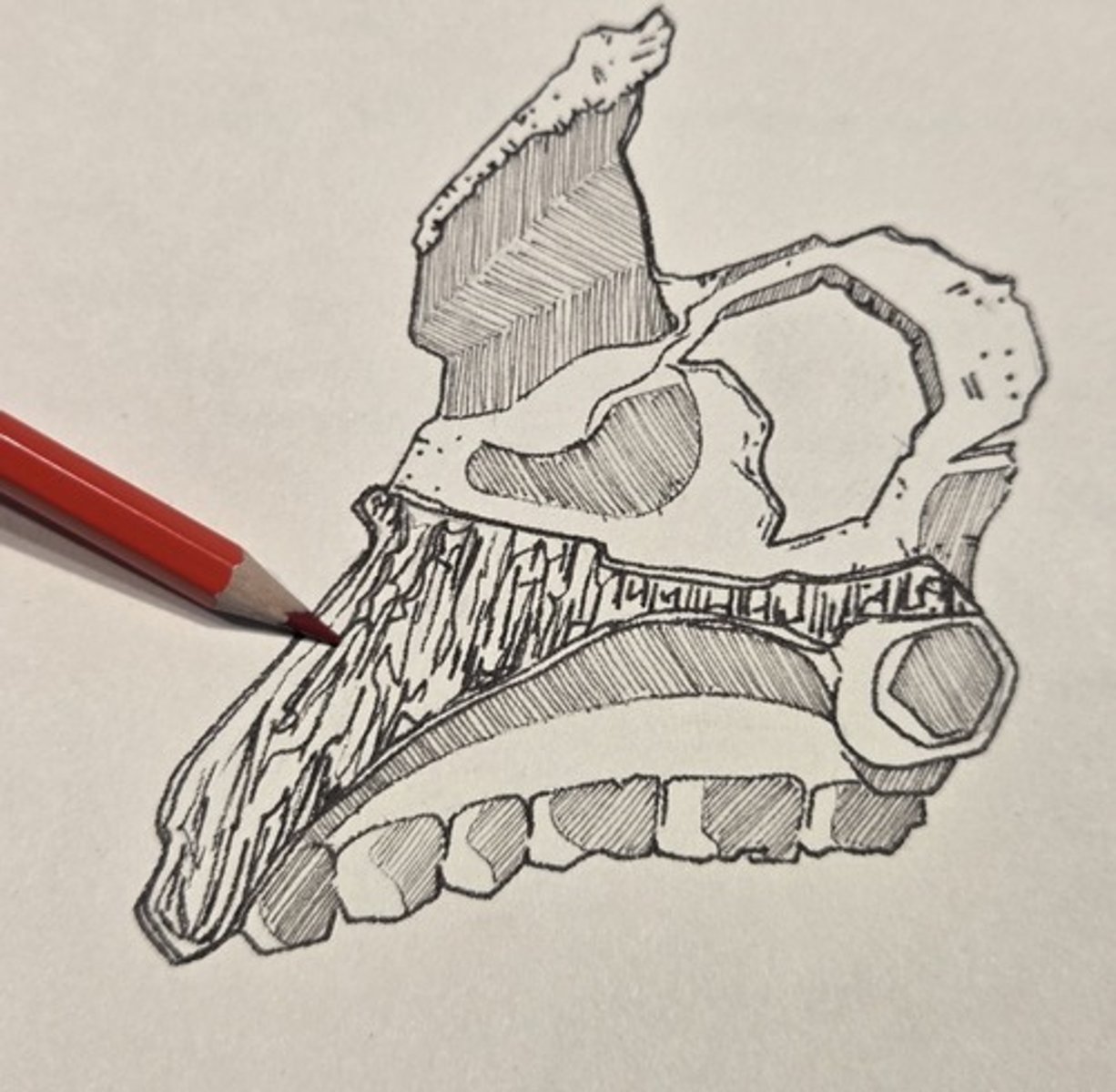 <p>The sloping surface between the nasal aperature and upper teeth</p>