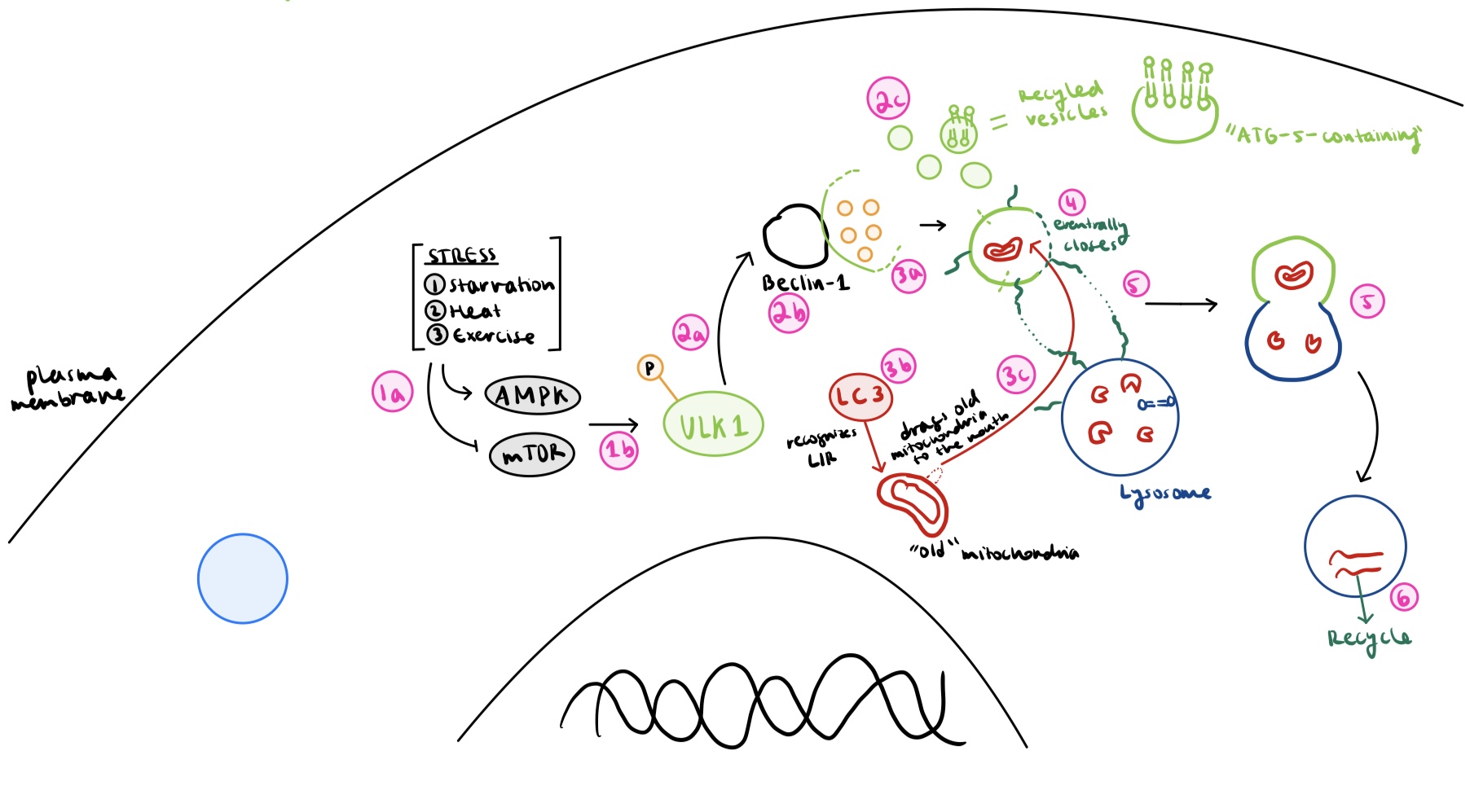 <p>what occurs during degradation phase of autophagy?</p>