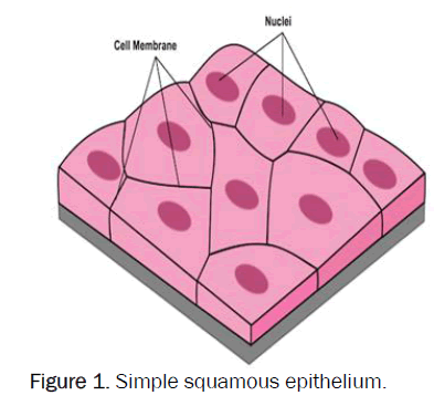 <p>Epithelial Tissue that is made up of flat cells, and due to this they’re used for diffusion and absorption of nutrients</p>
