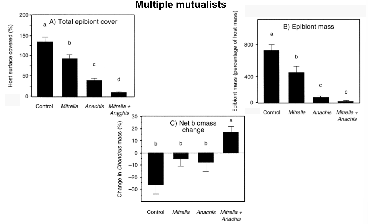 <p><em>Case study 2: Multiple mutualists </em></p><p>How did both gastropod species Anachis and Mitrella provide complementary benefits to their seaweed host Chondrus? </p>