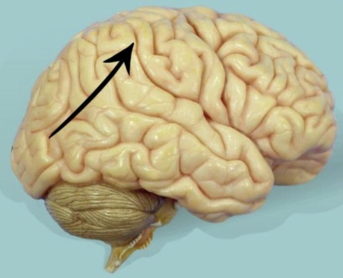 <p>lobe?</p>