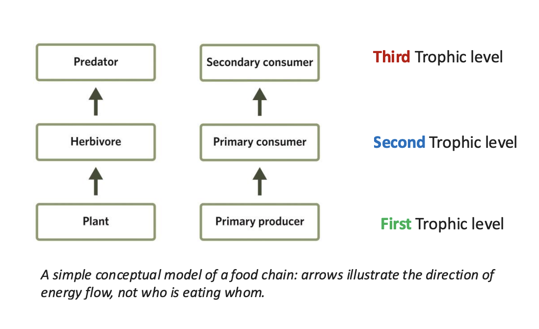 <p>Food chains provide a simple conceptual model for energy flows in a community. They depict trophic interactions and simplify community dynamics by sorting species into clearly defined trophic levels.5</p>