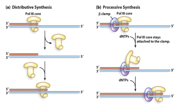 <p>These components of the holoenzyme help the DNA polymerase to be processive. It keeps the DNA polymerase from diffusing away from the primer template junction.</p><p>It stays on DNA for more than 100 kb per binding event.</p>