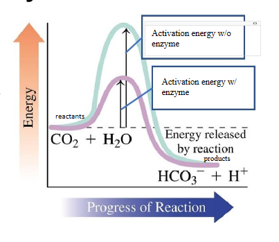 <ul><li><p>biological catalysts</p></li><li><p>increases rate of reaction by lowering activation energy required to start the reaction</p></li><li><p>are globular proteins</p></li><li><p>recognizes and binds a small group of reacting molecules (substrates)</p></li><li><p>have a tertiary sturcture that includes a region called the active site where substrates bind to create a chemical reaction</p></li></ul>