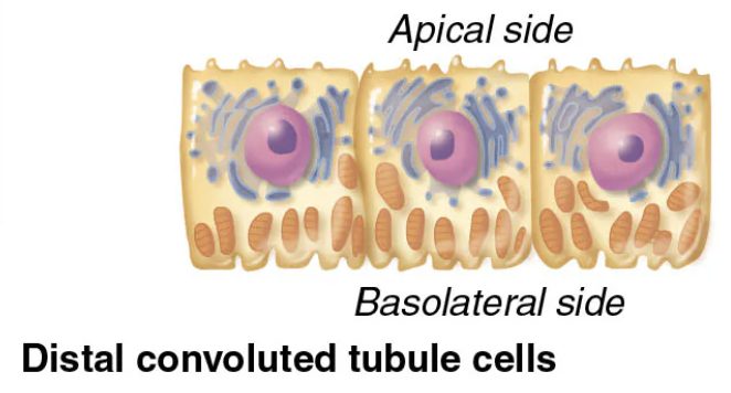 <p><code>Region of the Renal Tubule (3/4)</code><br><span style="color: blue;"><strong><span>STRUCTURE</span></strong></span></p><ul><li><p><span style="color: purple;"><strong><mark data-color="purple" style="background-color: purple; color: inherit;"><span>Confined to cortex</span></mark></strong></span></p></li></ul><p><span style="color: red;"><strong><span>FUNCTION</span></strong></span></p><ol><li><p>MORE SECRETION than reabsorption</p></li></ol><p></p>
