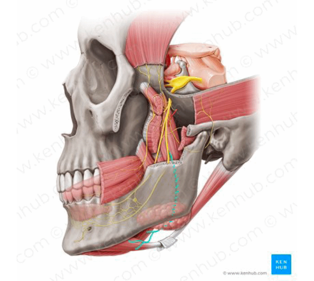 <p>Fig #2.1</p><p class="has-focus">Branches</p><p class="has-focus">Before mandibular foramen</p>