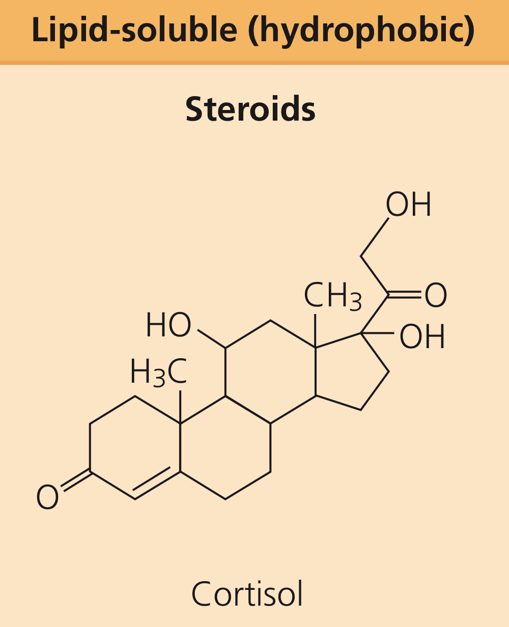 <p>Cholesterol derivatives that are lipid-soluble, typically reaching receptors on membranes in nuclei or cytoplasm.</p>