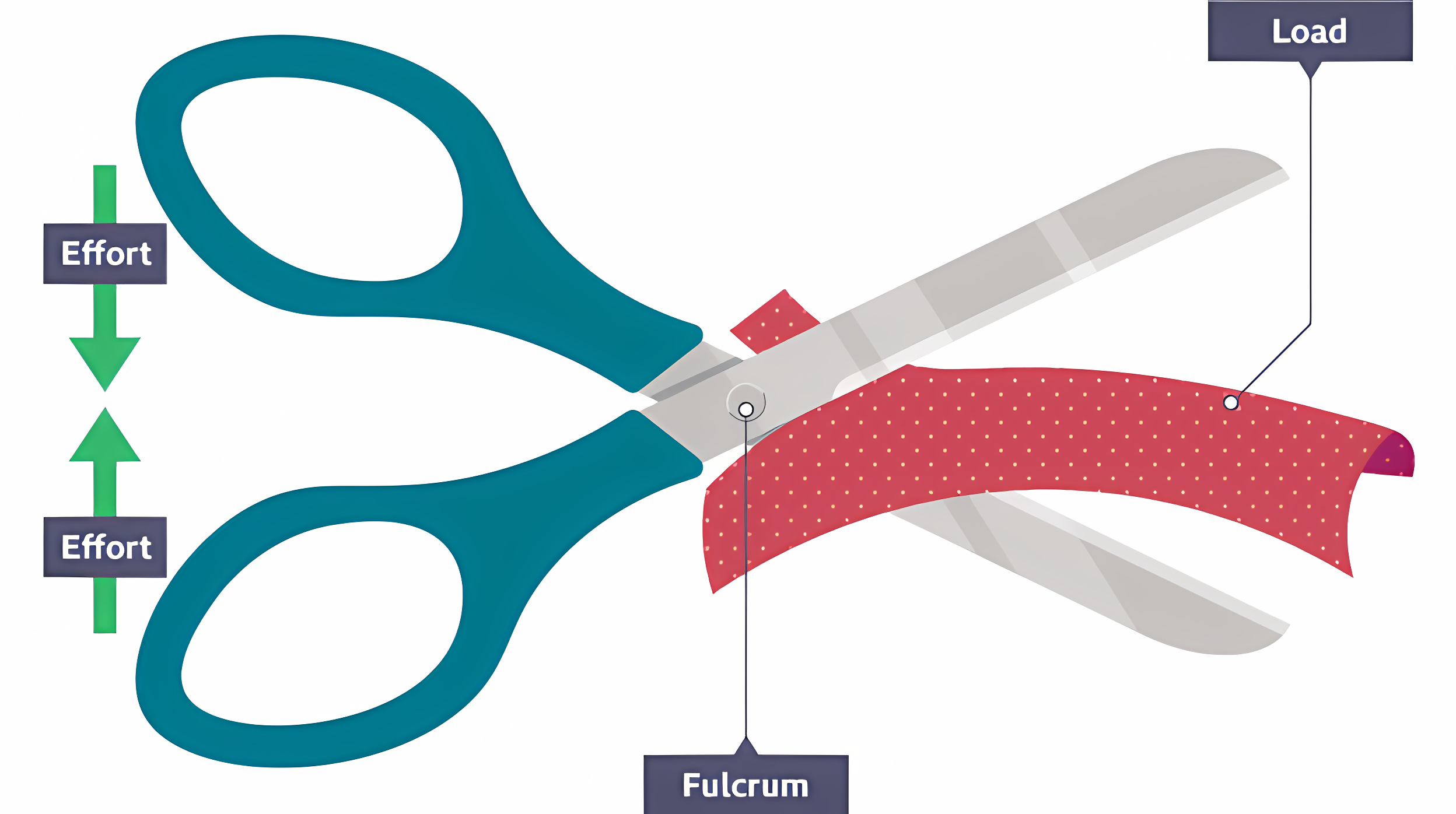 <p><strong>First order</strong><span> - the hand’s grip is the applied force, the fulcrum is the pin at the center of the scissors and the blade applies force to the load.</span></p>