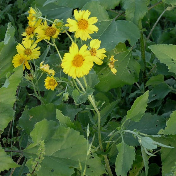 <p>Cowpen Daisy</p>