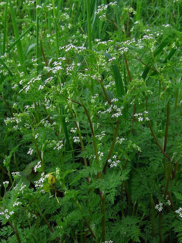 <p>Bur chevril (Invasive)</p>