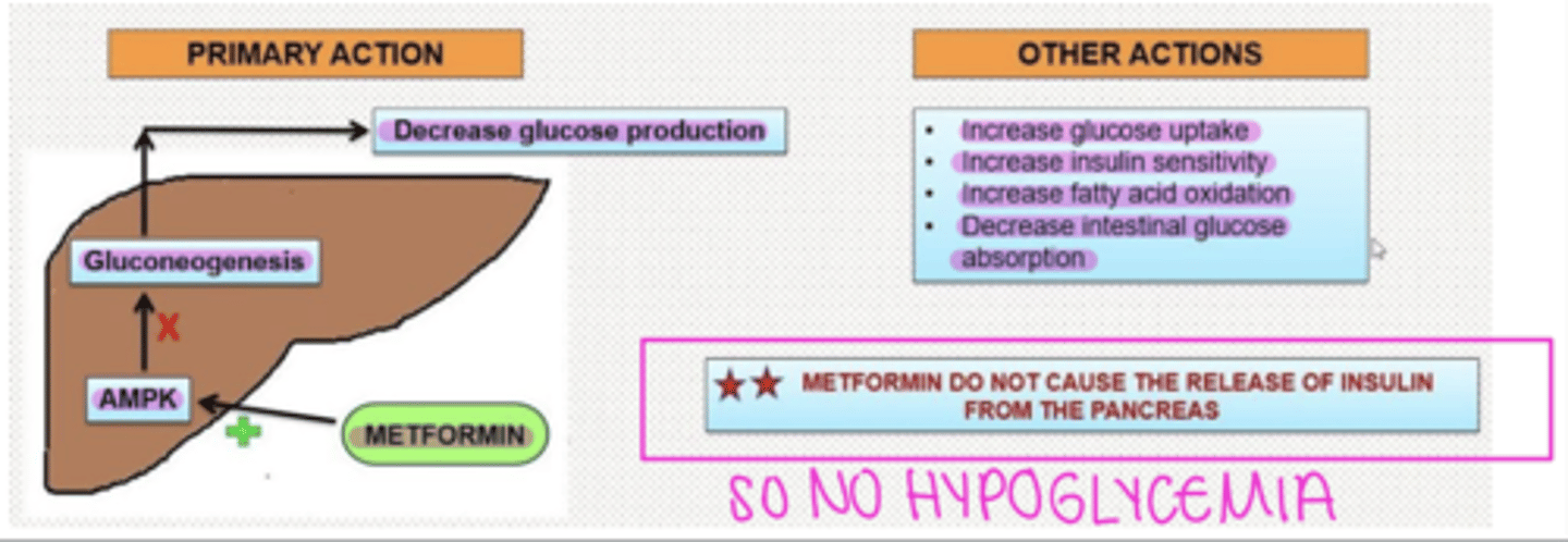 <p>MOA: inhibits mitochondrial complex I = prevents the production of mitochondrial ATP = activates AMPK (AMP-activated protein kinase), an enzyme that plays an important role in the regulation of glucose metabolism = decreases hepatic glucose production, decreases intestinal absorption of glucose, increases insulin sensitivity, and increases glucose uptake and use in fat and skeletal muscles</p><p>Clinical indications: type 2 DM</p><p>PRO: Does NOT present with increased risk of hypoglycemia since it does not increase insulin levels</p><p>Adverse effects: GI upset, lactic acidosis, vitamin B12 and folic acid deficiency,</p><p>Metformin is substantially excreted by the kidney, so the dose must be reduced in patients with renal impairment.</p><p>For most patients, metformin should be stopped at the time of contrast administration. Why? Because there have been case reports of patients developing lactic acidosis after receiving iodinated contrast material while on metformin.</p>
