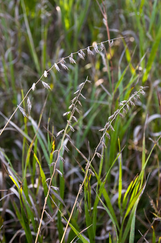 <p>Sideoats Grama</p>