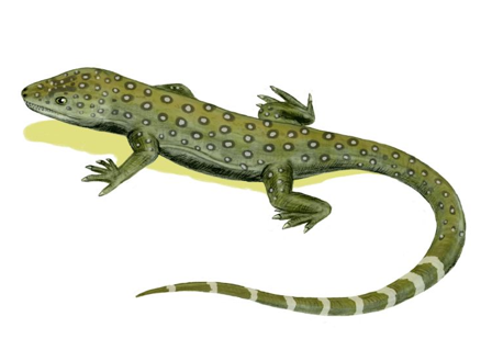 <p>Millerosaurus (smallest)</p><p>2 in skull, insectivores, lizard like</p>