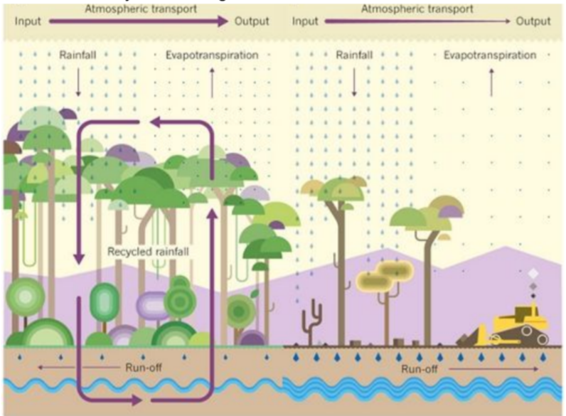 <p>Rain that forms over intact tropical rainforest may fall over deforested land, causing soil  erosion. If soil and ash flows into rivers it increases the carbon content of rivers. The  water leaves the rainforest cycle as an output through streamflow due to reduced  interception and increased surface runoff. This could cause desertification, potentially  reducing overall evapotranspiration and precipitation in these areas. High temperatures  could lead to forest migration as some habitats become unsuitable for trees as the climate  changes, causing desertification in these areas. This desertification further reduces  evapotranspiration and the likelihood of rainfall.  </p><p class="is-empty is-editor-empty has-focus">● Alternatively there is reduced rainfall in the intact forest as there is less  evapotranspiration in the deforested area. This causes drought periods and the intact  rainforest to deteriorate.  </p><p class="is-empty is-editor-empty has-focus">● The image below shows an intact rainforest water cycle on the left and a degraded tropical  rainforest water cycle on the right.</p>