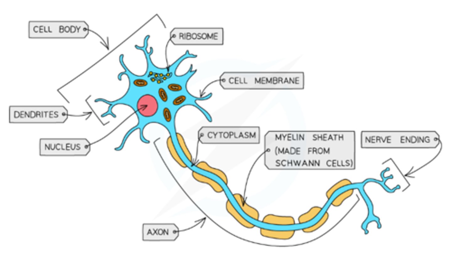 <p>- A main, long, fibre known as an axon (insulated by Schwann cells which form the myelin sheath, which serves as insulation and prevents loss of nerve impulses along the axon)</p><p>- A cell body (soma) that contains the nucleus and other cellular structures</p><p>- Axon terminals that contain many extensions called dendrites</p>