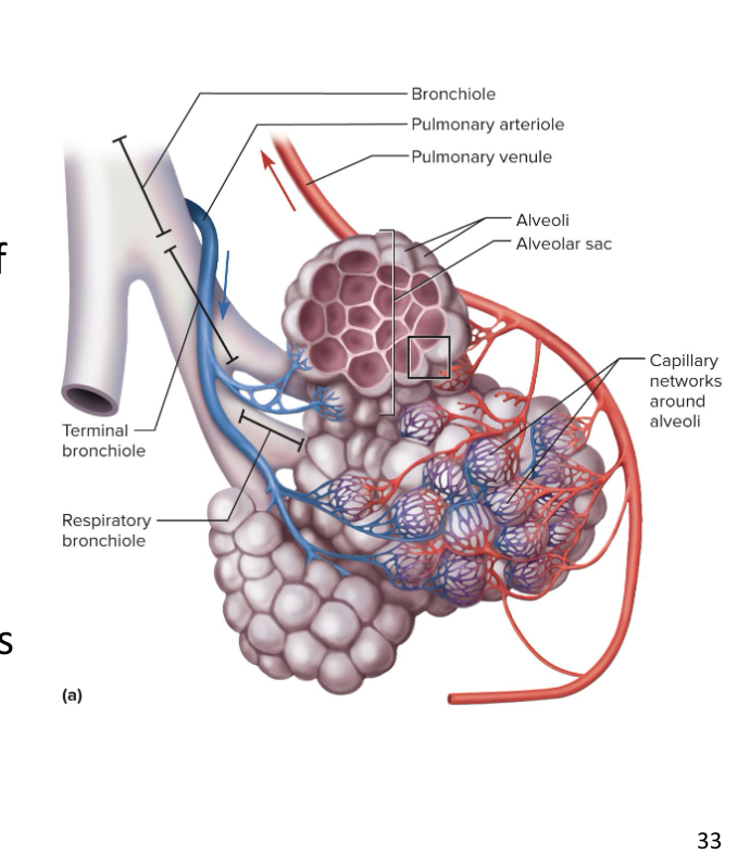 <ul><li><p>have gas exchange with blood stream, </p></li></ul><ul><li><p>have simple squamous epithelium</p></li><li><p>Have alveoli budding from their walls</p></li><li><p>Considered the beginning of the respiratory zone since alveoli participate in gas exchange</p></li><li><p>Divide into 2 to 10 alveolar ducts</p></li><li><p>End in <u>alveolar sacs</u></p></li></ul><p></p>