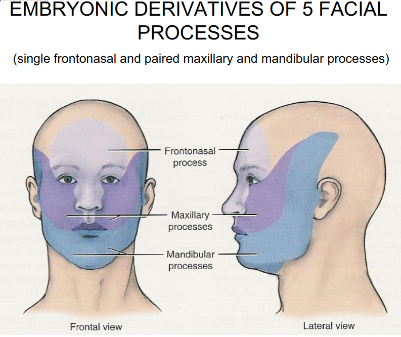 <ul><li><p><strong>Frontonasal process</strong> → forms forehead, bridge of nose, nasal pits.</p></li><li><p><strong>Maxillary processes (from 1st branchial arch)</strong> → form upper cheeks, lateral upper lip, most of upper jaw.</p></li><li><p><strong>Mandibular processes</strong> → fuse to form lower jaw, lower lip, chin.</p></li><li><p><strong>Medial nasal processes</strong> → merge to form philtrum and middle portion of upper lip.</p></li><li><p><strong>Lateral nasal processes</strong> → form sides (ala) of nose.</p></li></ul><p>By week 6, major facial prominences have appeared and start fusing to establish basic facial structure.</p>