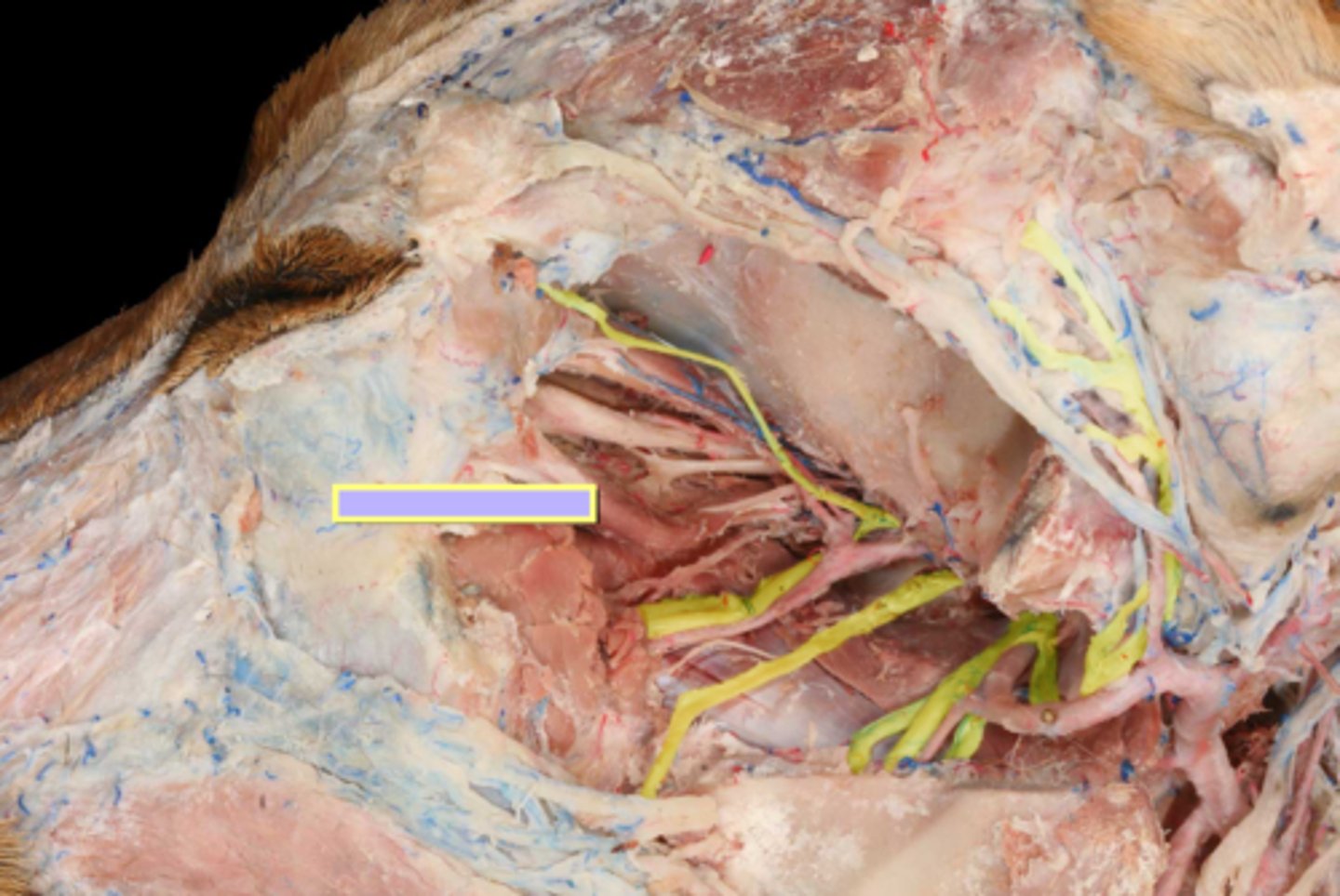 <p>Nerve supply to the pharynx:</p><p>sensory innervation to the lumen</p>