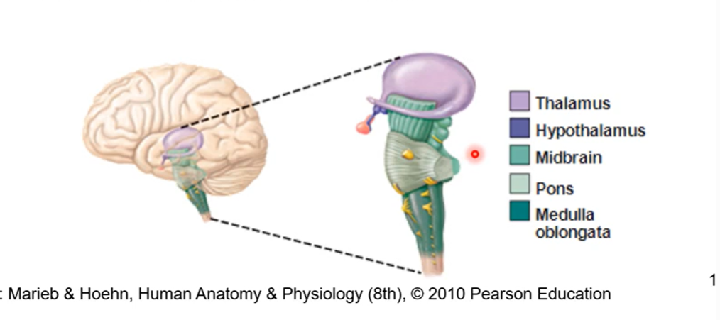 <ul><li><p>inferior to thalamus</p></li><li><p>first most superior part of the brainstem</p></li><li><p>controls most autonomic functions</p><ul><li><p>vision, hearing, alertness, temperature</p></li></ul></li><li><p>cavity forms cerebral aqueduct</p><ul><li><p>conduct cerebrospinal fluid 3rd (other side of thalamus) to 4th ventricle (posterior to pons).</p></li></ul></li></ul><p></p>