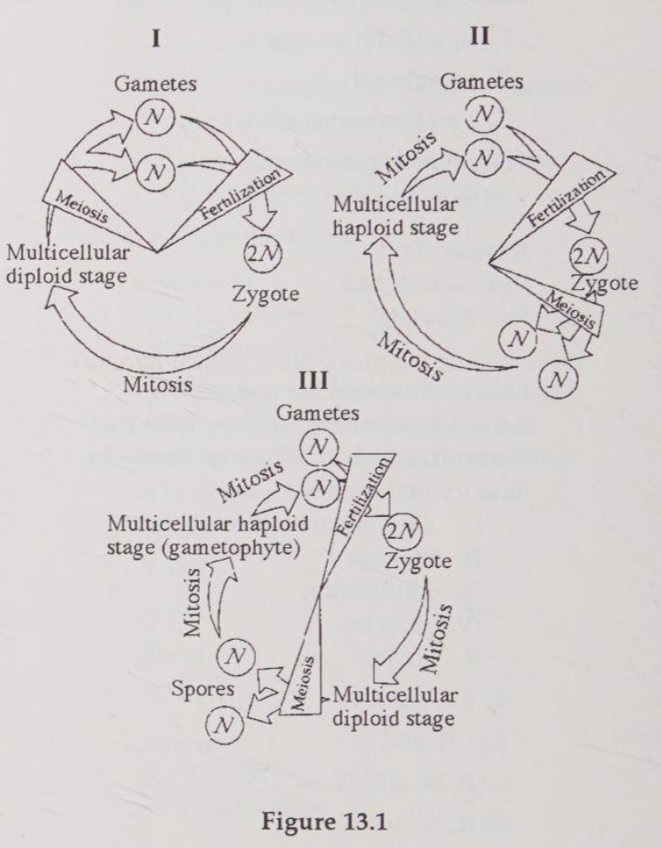 <p>Which of the life cycles is typical for animals?</p><p>A) L only</p><p>B) I only </p><p>C) Ill only </p><p>D) I and II </p><p>E) I and III</p>