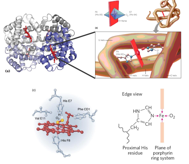 <p>- O2 is not soluble in aqueous solutions</p><p>- the haeme prosthetic group binds O2 and is carried in the blood</p><p>- Each subunit can bind one molecule of O2</p><p>- Cooperative binding: binding of O2 to one subunit increases affinity of the other subunits for O2. Binds where O2 is high, releases where O2 is low</p><p>.</p><p>- in the diagram we can see that oxygen is binding to the iron (the yellow dot in the diagram is iron)</p>