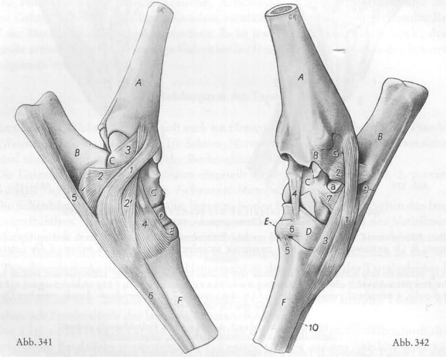 <p>Nomme les diff ligaments (Rd)</p>